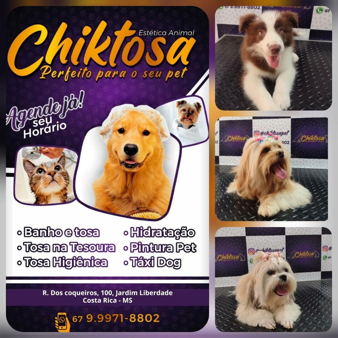 Imagem de compartilhamento para o artigo Fim de ano com pet cheiroso e cuidado: Chiktosa reforça importância do agendamento antecipado da MS Todo dia